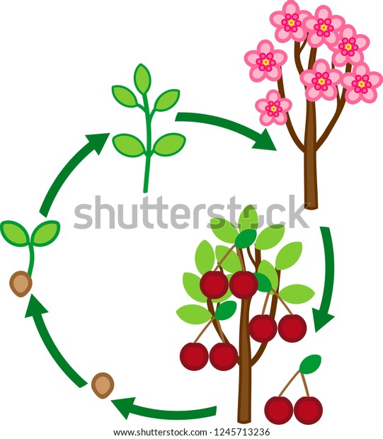 Life Cycle Cherry Tree Plant Growth Stock Vector (Royalty Free) 1245713236