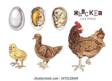 Life cycle of a Chicken