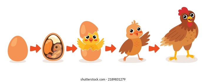 Life Cycle Of A Chicken