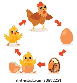 Life Cycle Of A Chicken