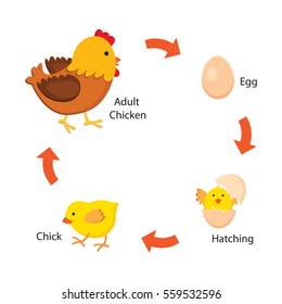 Baby Chicken Cartoon Images, Stock Photos & Vectors ...