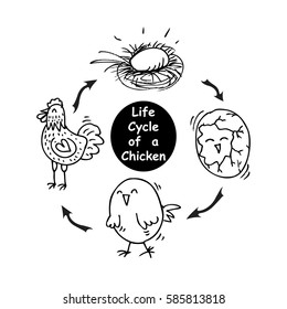 Life Cycle Chicken Stock Vector (Royalty Free) 585813818 | Shutterstock