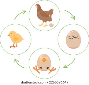 Life cycle of the chicken, 4 step sequencing cards game, cut out cards and sort them in right order, vector activity page
