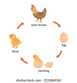 Life cycle of chicken from egg, hatching, chick to adult chicken