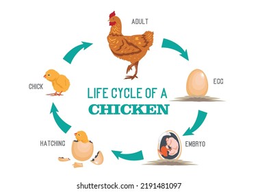 Life Cycle of a Chicken. From egg to hen. Editable Clip Art.