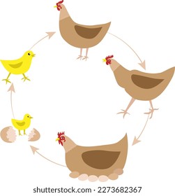 Life Cycle of a Chicken. From egg to hen.