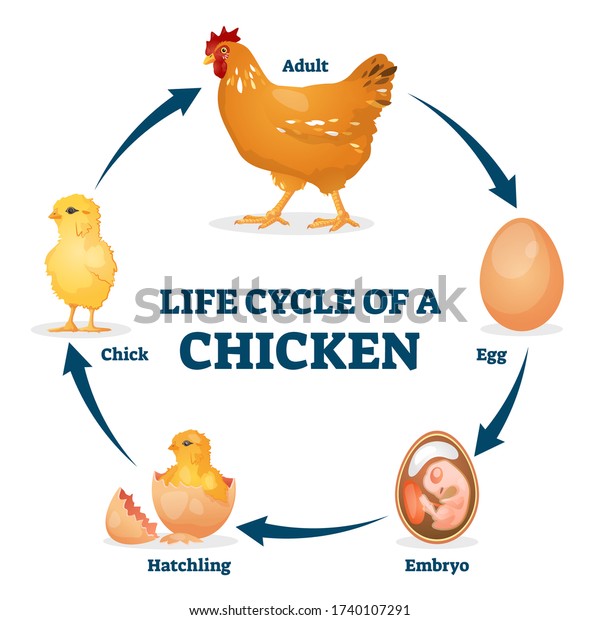 Life Cycle Chicken Vector Illustration Labeled Stock Vector (Royalty ...