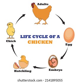 Life cycle chicken,study content for biology students,animal life cycle,biology content,vector illustrattion