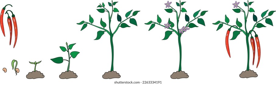 Life cycle of Chili pepper plant. Growth stages from seeding to flowering and fruiting plant with ripe red fruits isolated on white background