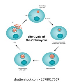 Life Cycle of Chlamydia Elementary Body Reticulate Body Replication and Lysis