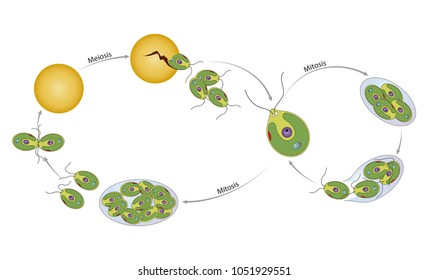 Life cycle of chlamydomonas