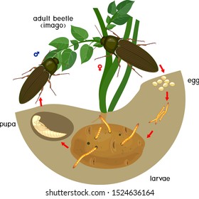 Life cycle of Click beetle (wireworm). Sequence of stages of development of Click beetle from egg and larva (wireworm) to adult beetle in garden
