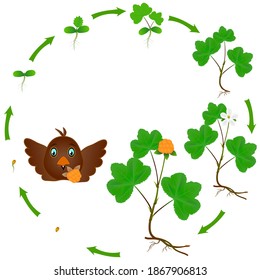 Life cycle of a cloudberry plant on a white background.