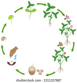 Life cycle of a clover plant on a white background.