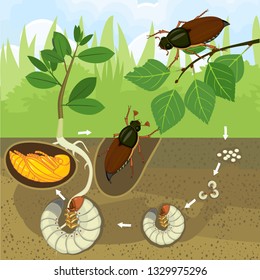 Life cycle of cockchafer. Sequence of stages of development of cockchafer (Melolontha melolontha) from egg to adult beetle in garden