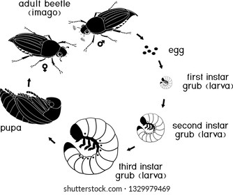Life cycle of cockchafer. Sequence of stages of development of cockchafer (Melolontha melolontha) from egg to adult beetle