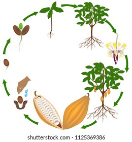 Life cycle of cocoa tree on a white background.