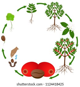 Life cycle of a coffee tree on a white background.