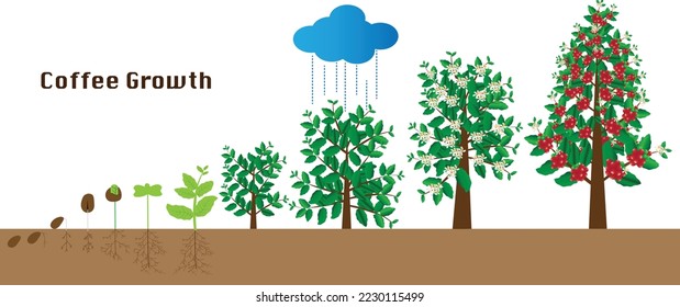 Life cycle of a coffee tree. vector stock illustration,coffee growth