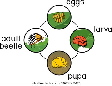 Life cycle of Colorado potato beetle or Leptinotarsa decemlineata. Sequence of stages of development from egg to adult insect