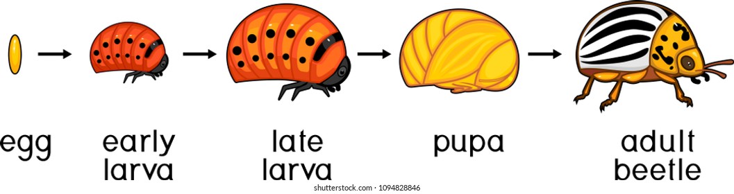 Life cycle of Colorado potato beetle or Leptinotarsa decemlineata. Sequence of stages of development from egg to adult insect