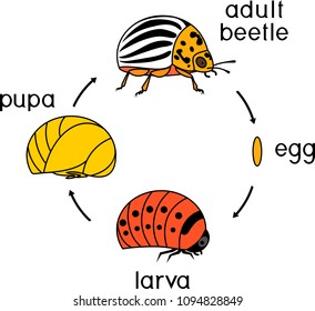 Life cycle of Colorado potato beetle or Leptinotarsa decemlineata. Sequence of stages of development from egg to adult insect