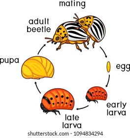 Life Cycle Colorado Potato Beetle Leptinotarsa Stock Vector (Royalty ...