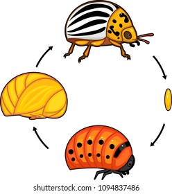 Life cycle of Colorado potato beetle or Leptinotarsa decemlineata. Sequence of stages of development from egg to adult insect