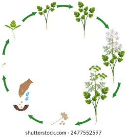 Life cycle of coriander plant on a white background.