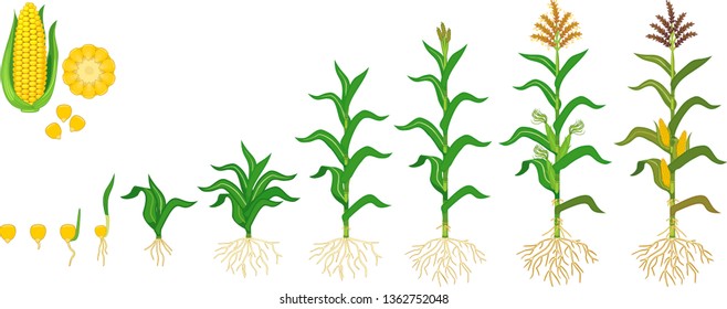 Life cycle of corn (maize) plant. Growth stages from seeding to flowering and fruiting plant isolated on white background