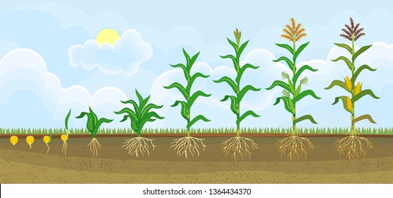 Life cycle of corn (maize) plant. Growth stages from seeding to flowering and fruiting plant