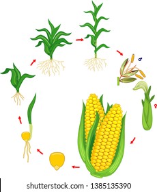 Life cycle of corn (maize) plant. Growth stages from seed to plant and harvest isolated on white background