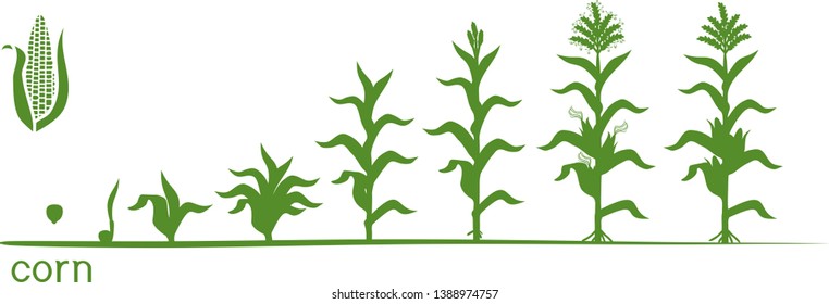 Life cycle of corn (maize) plant. Growth stages from seed to flowering and fruiting plant isolated on white background