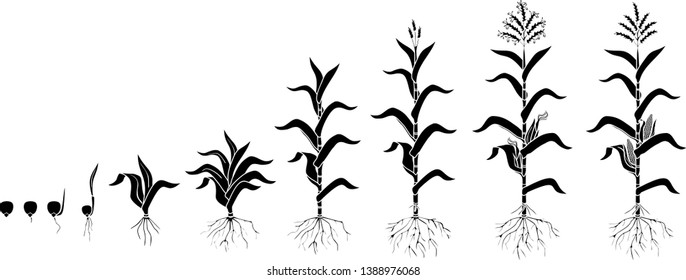 Life cycle of corn (maize) plant. Growth stages from seed to flowering and fruiting plant isolated on white background