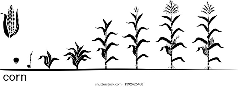 Life cycle of corn (maize) plant. Growth stages from seed to flowering and fruiting plant isolated on white background