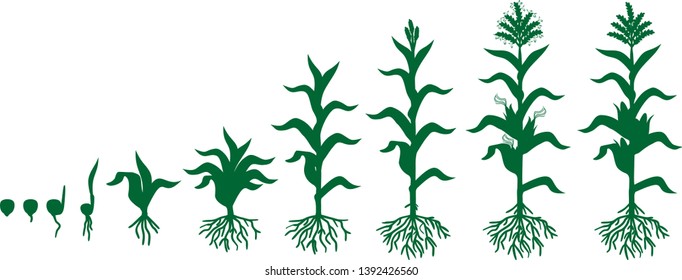 Life cycle of corn (maize) plant. Growth stages from seed to flowering and fruiting plant isolated on white background