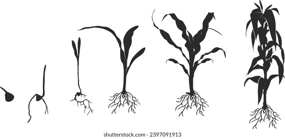 Life cycle of corn (maize) plant silhouette, Cycle of growth of corn black silhouette, Corn life cycle silhouette, Corn seed growing silhouette