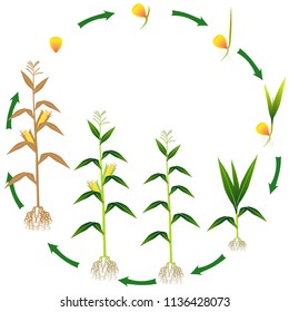 Life Cycle Of A Corn Plant On A White Background.