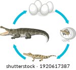 Life cycle of crocodile on white background illustration