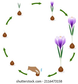 Life cycle of a crocus plant on a white background.