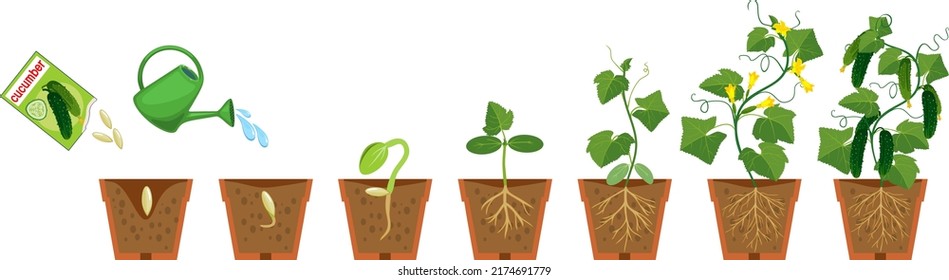 Life cycle of cucumber plant. Growth stages from seeding to flowering and fruiting plant with root system in flower pot isolated on white background