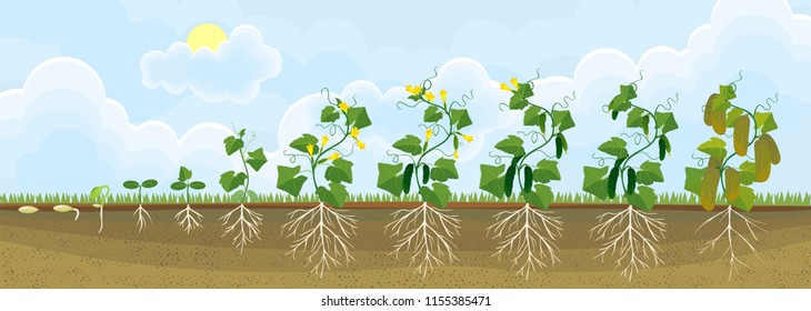 Life cycle of cucumber plant. Stages of growth from seed and sprout to adult plant with fruits