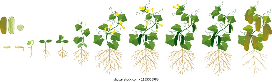 Life cycle of cucumber plant. Stages of growth from seed and sprout to adult plant with fruits