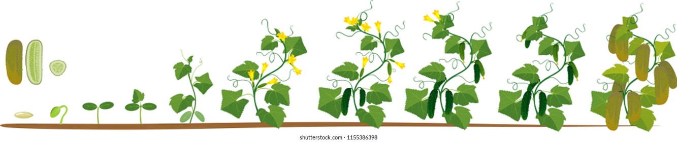 Life cycle of cucumber plant. Stages of growth from seed and sprout to adult plant with fruits