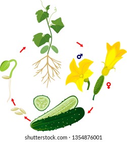 Life cycle of cucumber plant. Stages of growth from seed and sprout to adult plant and green cucumber fruit isolated on white background