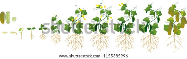 Life Cycle Cucumber Plant Stages Growth Stock Vector (Royalty Free ...