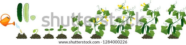 Life Cycle Cucumber Plant Stages Growth Stock Vector Royalty Free 1284000226 Shutterstock 2237