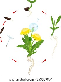 Life cycle of dandelion 
