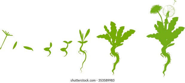Life cycle of dandelion 