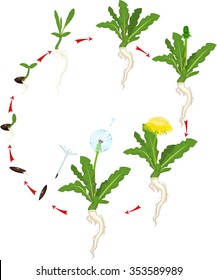 Life cycle of dandelion 